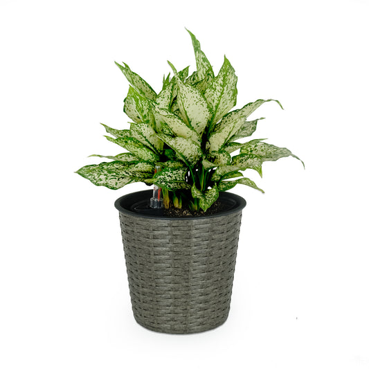 10.2' Self-watering Wicker Decor Planter for Indoor and Outdoor - Round - Grey